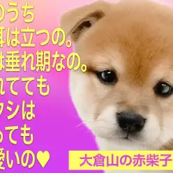 【 柴犬 】環境慣れ抜群な鮮やかな赤毛の女の子！パピー期ならではのタレ耳！