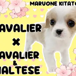 【 MIX 】中々出会えない？！ローゼンジーマークを持つハイブリットわんこ！