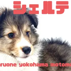 【 シェットランドシープドッグ 】横浜元町のエレガントレディ!シェルティちゃん!