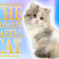 【 スコティッシュフォールド 】美しすぎる長毛パステルキャットが堂々登場！