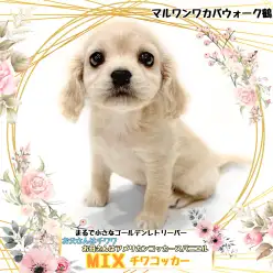 【 MIX 】まるで小さなゴールデンレトリーバー！可愛すぎるチワコッカーちゃん