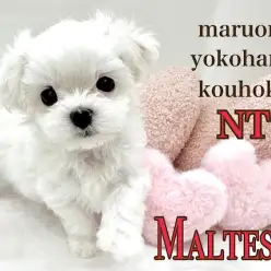 【 マルチーズ 】港北NT店に短足むちコロの白い貴公子が仲間入り！