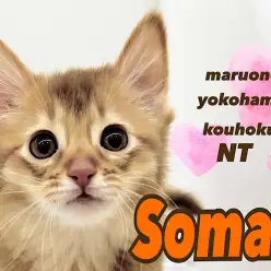 【 ソマリ 】環境馴れ抜群！太陽の様なカラーとスレンダーな美ボディ猫さん