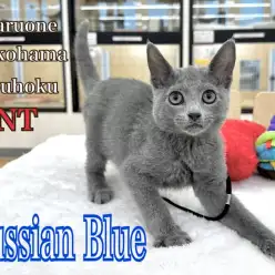 【 ロシアンブルー 】ギャップ萌えに注意！生後3ヶ月のロシブルの男の子