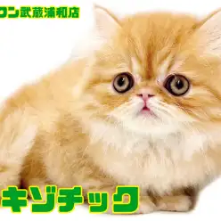 【 エキゾチック 】究極のブサカワ！超甘えん坊なロングヘアの男の子！