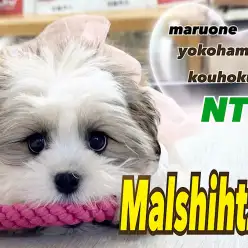 【 MIX 】生後100日！マルチーズ×シーズーのミックス犬マルシーズー成長記録