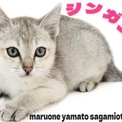 【 シンガプーラ 】小さな体に秘めた大きな愛情を持ったギャップにゃんこ登場！