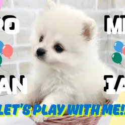 【 ポメラニアン 】天真爛漫でとにかくポジティブ！純白の天使の様な男の子が登場！