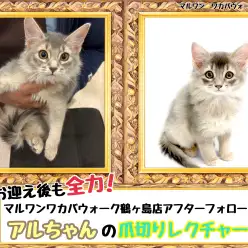 【 お迎え後が本番！マルワンアフターフォロー 】鶴ヶ島店卒業生ソマリのアルちゃん