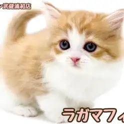 【 ラガマフィン 】レッドタビー＆ホワイトが美しい甘えん坊な男の子！