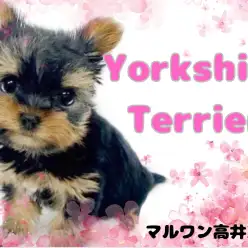 【 ヨーキー 】現在の体重は700g未満！プレミアムな小さめヨーキーちゃん入店！