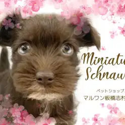 【 ミニチュアシュナウザ― 】レバー＆ホワイトの被毛を纏った女の子が板橋に登場！