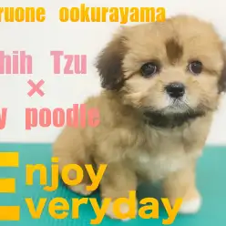 【 シープー 】初めてのシャンプーに挑戦！！フワモコにボリュームアップ！