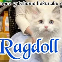 【 ラグドール 】クールな見た目で実は甘えん坊!神秘的なぬいぐるみにゃんこ