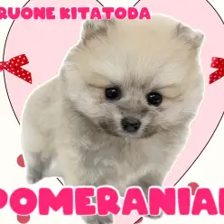 【 ポメラニアン 】お顔もボディも黄金比！究極すぎるポメちゃんが埼玉に舞い降りた