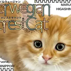 【 ノルウェージャン 】妖精どころじゃない！森の女神のような美猫の女の子が登場！