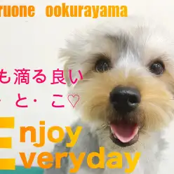 【 ヨークシャーテリア 】シャンプーなんて慣れっこ！水も滴る白銀王子！