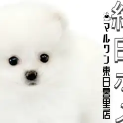 【 ポメラニアン 】人懐っこく穏やかな性格！たぬき顔に小さめサイズのホワイトポメ