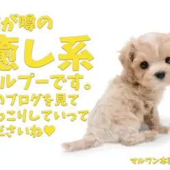 【 マルプー 】春の訪れとともにやってきた超癒やし系ボーイ！