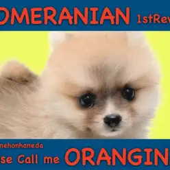 【 ポメラニアン 】ポメ界のキューティーハニーは私のことよ！シャランラーン！