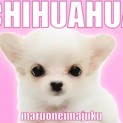 【 チワワ 】生後68日体重655g！目ヂカラ最強のフレンドリーな女の子！