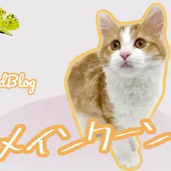 【 メインクーン 】成長記録!美しさに磨きがかかり更なる美猫へ!