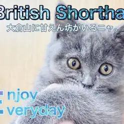 【 ブリティッシュショートヘア 】今日も今日とて甘えん坊な女の子！