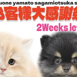 【 お知らせ 】開催中のお客様大感謝祭、終了まで2週間！在店ワンニャンを一挙紹介