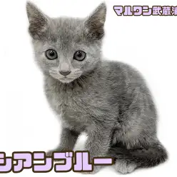 【 ロシアンブルー 】 輝く瞳と美しい毛色をもつ甘えん坊な男の子！