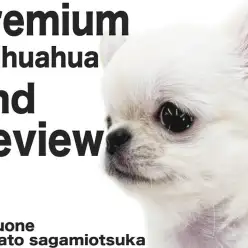 【 チワワ 】プレミアムな愛らしさは絶対的！小柄でマズルの短さと顔つきは抜群です