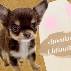 【 チワワ 】大人気チョコタン！飼いやすさ抜群！小さめサイズの穏やかボーイ