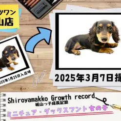 【 ミニチュア・ダックスフント 】城山っ子成長報告！2025年3月7日