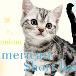【 アメリカンショートヘア 】ルックス性格柄全て良し!プレミアム認定にゃんこ!