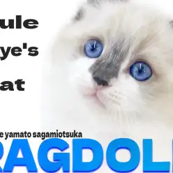 【 ラグドール 】濃く美しいサファイアブルーの瞳を持つ！甘えん坊にゃんこ