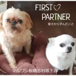 【 ファーストパートナー 】 マルワン板橋志村坂下店スタッフ高橋の愛犬物語！