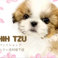 【 シーズー 】小さなボディーに詰まった魅力！輝く瞳が眩しいシーズーちゃん！