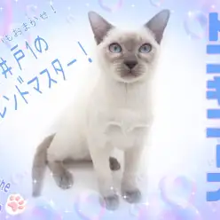 【 トンキニーズ 】社交性抜群で多頭飼いも安心！超絶甘えん坊な男の子！