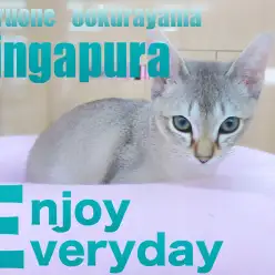 【 シンガプーラ 】元気いっぱい遊んでたくさん甘える小さな妖精！