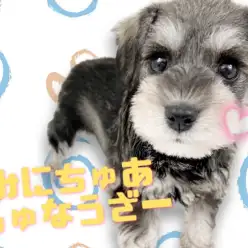 【 ミニチュアシュナウザー 】超美形!不思議な魅力を醸し出すシュナちゃんにご注目