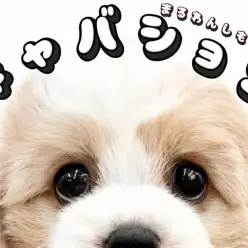 【 MIX 】SNSでも大人気！生後2ヶ月のマルワンのキャバションをお見逃しなく