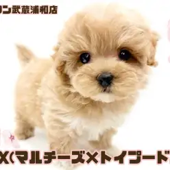 【 マルプー 】マルチーズとトイプードルの最強MIX！アプリコットの男の子