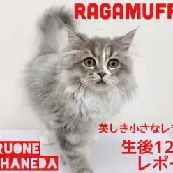 【 ラガマフィン 】小さなレディは甘えん坊に成長中!生後120日レポート!