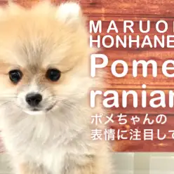 【 ポメラニアン 】おトイレ上手でクッキリアイラインの美貌！生後3ヶ月レポート！