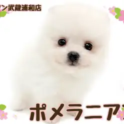 【 ポメラニアン 】短いマズルが魅力の毛量たっぷりなホワイトカラーの女の子