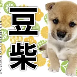 【 豆柴 】愛され続ける日本犬！希少な小さな柴犬愛らしさ満点の男の子！