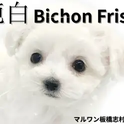 【 ビションフリーゼ 】全身純白！皆の心を鷲掴みにするビションちゃんが新入店！