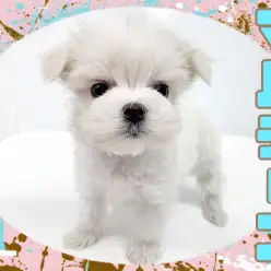 【 マルチーズ 】お顔も性格も可愛いアイドルワンコ！マイペースな純白プリンセス！