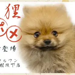 【 ポメラニアン 】オレンジセーブルのたぬき顔ポメちゃんが志村坂下店に登場！！！