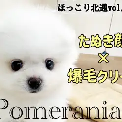 【 ほっこり北通vol.145 】爆毛たぬき顔なクリームポメちゃんがやってきた！