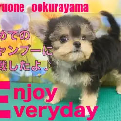 【 MIX 】初めてのシャンプーに挑戦したヨーチーちゃん！！